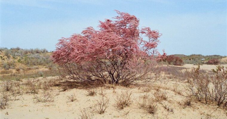 滿滿的烏兹别克 — 克孜爾庫姆沙漠 （Kyzylkum Desert ） 與艾達爾庫爾湖 (Lake Aydarkul)