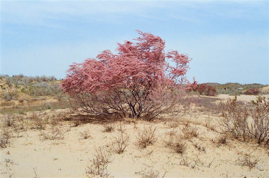 滿滿的烏兹别克 — 克孜爾庫姆沙漠 （Kyzylkum Desert ） 與艾達爾庫爾湖 (Lake Aydarkul)