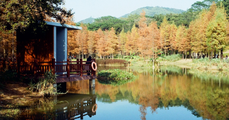 短遊深圳 — 紅花嶺公園的冬彤魅影