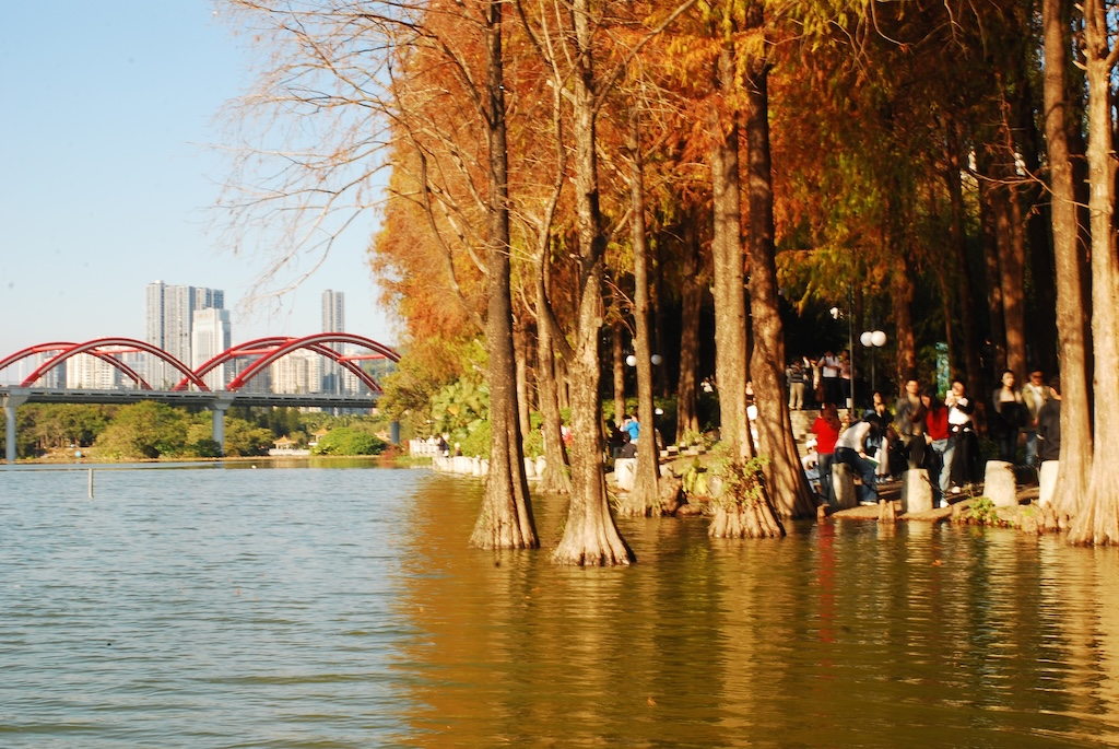 短遊深圳 — 洪湖公園的水映金羽