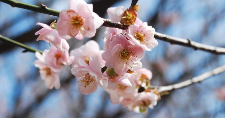 短遊深圳 — 梅園雪梅
