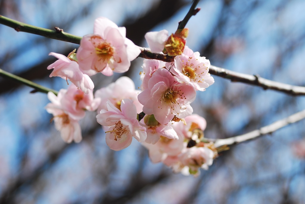 短遊深圳 — 梅園雪梅