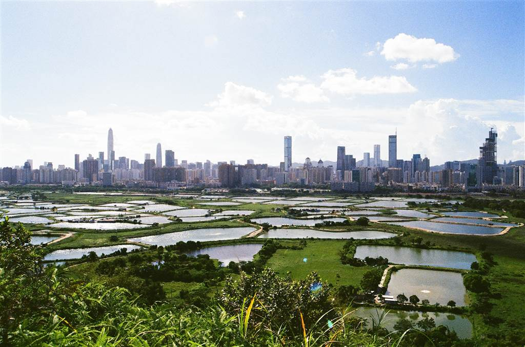 馬草壟－香港腹地魚塘秘境